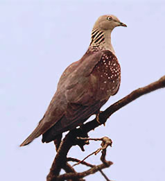 Columba albinucha